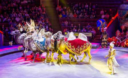 Цирк на Новослободской: удивительные номера и зрелища